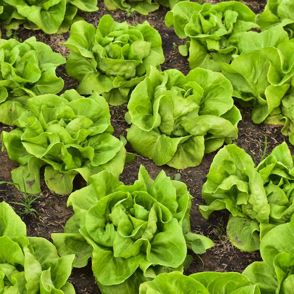 Buttercrunch Lettuce Seeds - 1000 To 8000 Seeds, Tender Butterhead For Fall Planting