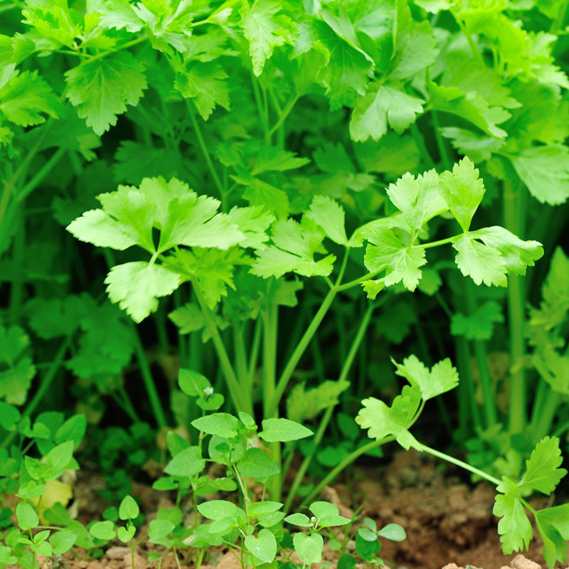 Cutting Celery (Apium graveolens)