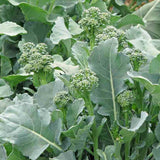 Early Fall Rapini Broccoli (Italian) (Brassica oleracea)