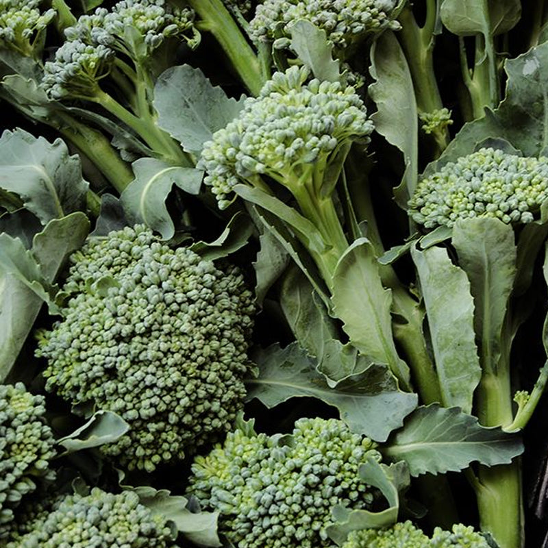 De Cicco Broccoli (Brassica oleracea)