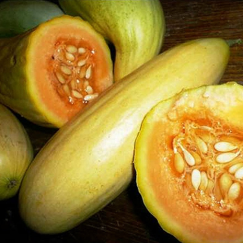 Banana Melon (Cucumis melo)