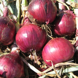 Red Grano Onion, Short-Day (Allium cepa)