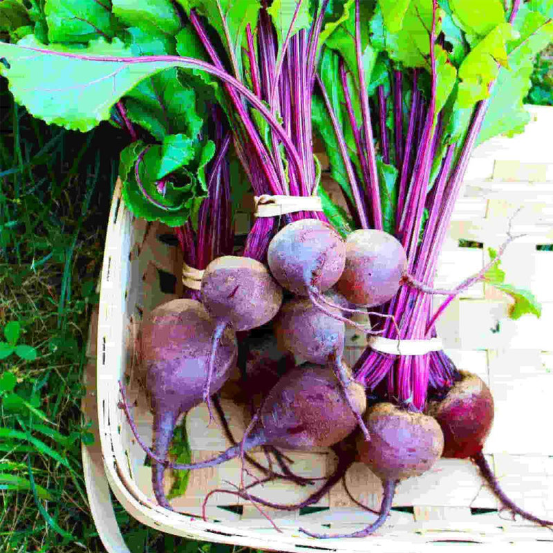 Early Wonder Beet (Beta vulgaris)
