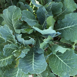 Morris Heading Collard (Brassica oleracea)