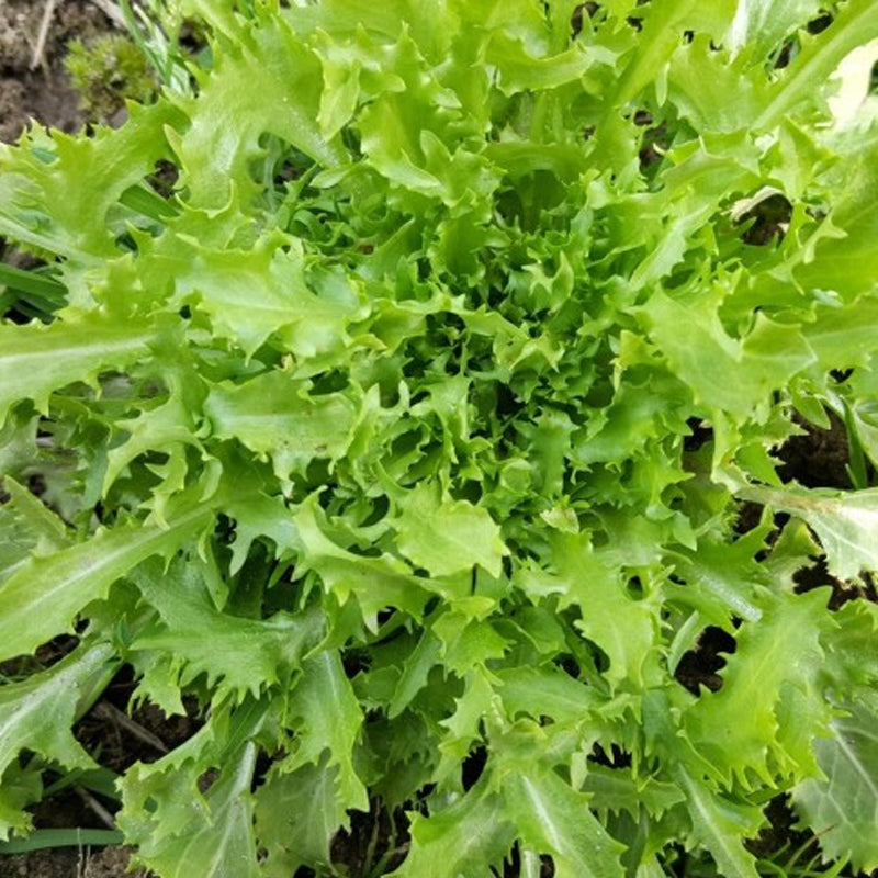 Green Curled Ruffec Endive (Cichorium endivia)