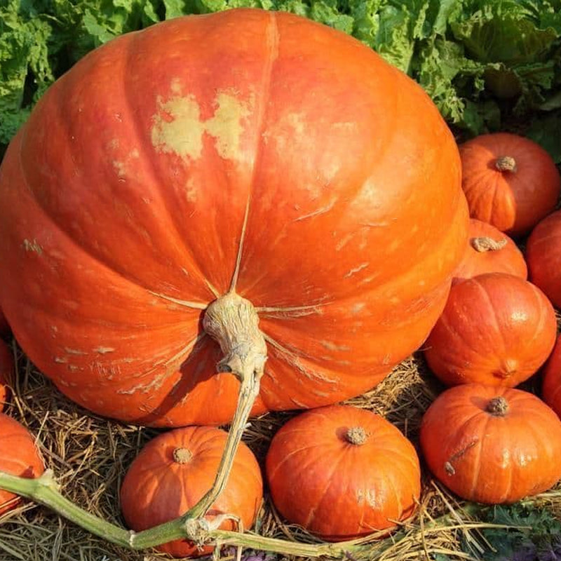 Big Max Pumpkin (Cucurbita maxima)