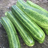 Cocozelle Squash, Summer (Cucurbita pepo)