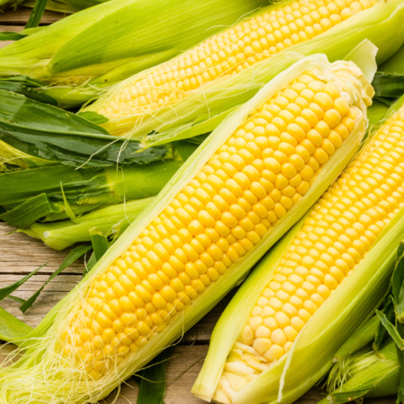 Bodacious Hybrid Yellow Sweet Corn (SE) (Zea mays)