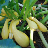 Golden Summer Crookneck Squash, Summer (Cucurbita pepo)