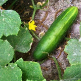 Pioneer F1 Cucumber, Hybrid  (Cucumis sativus)