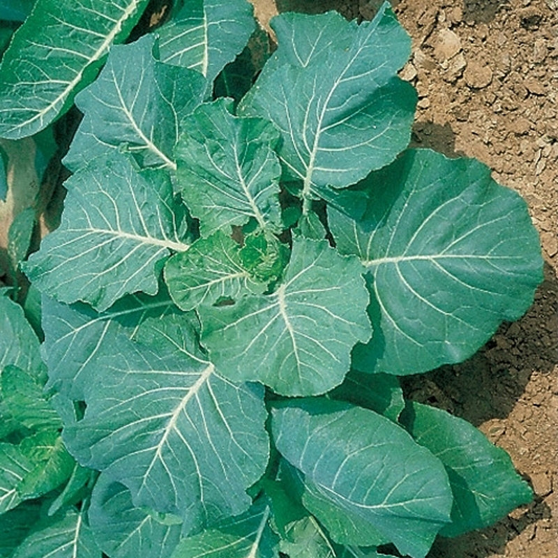Georgia Collard (Brassica oleracea)
