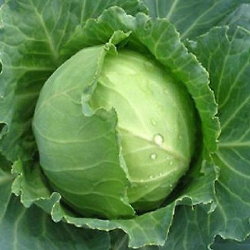 Early Round Dutch Cabbage (Brassica oleracea)