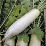 Chinese White Winter Radish (Raphanus sativus)