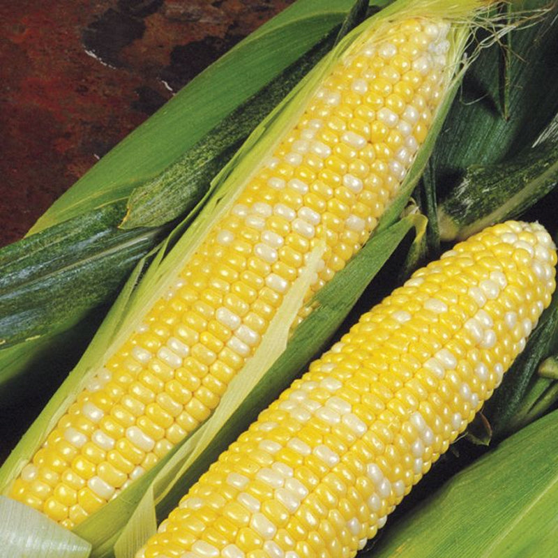 Delectable Hybrid Bi-color Sweet Corn (SE) (Zea mays)