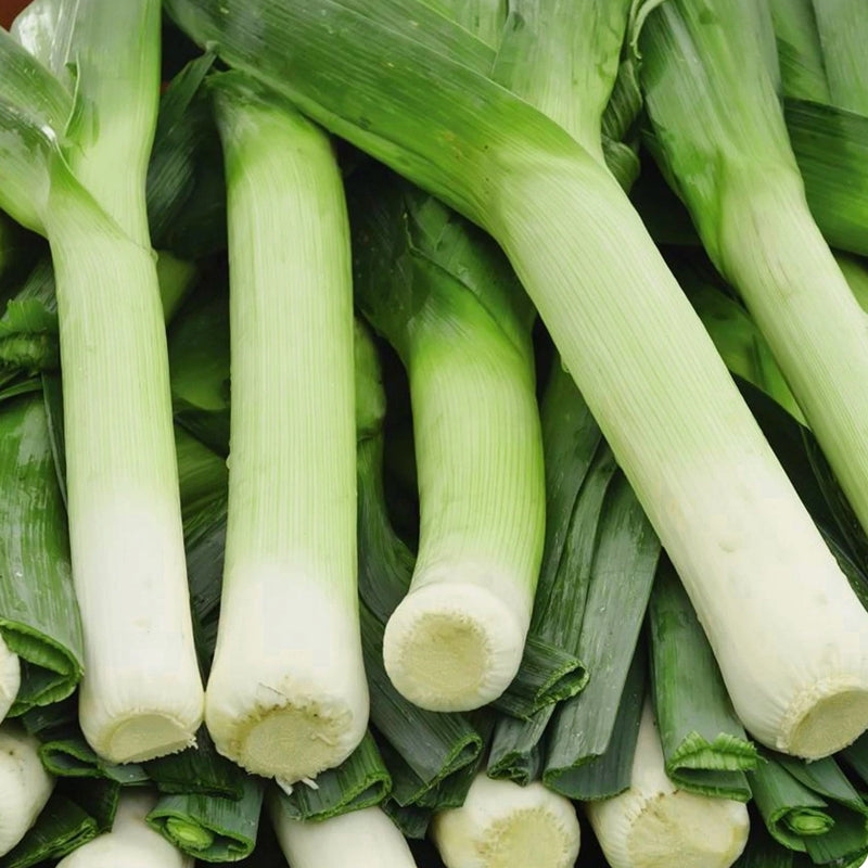 Giant Musselburg Leek (Allium porrum)