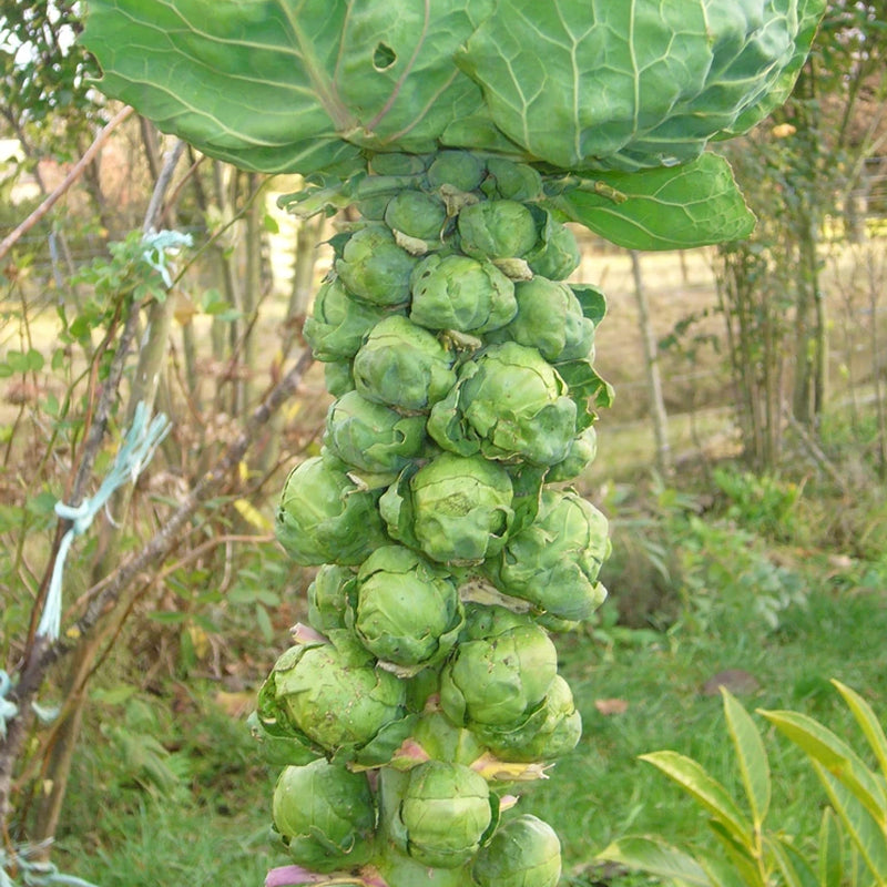 Long Island Improved Brussel Sprouts (Brassica oleracea)