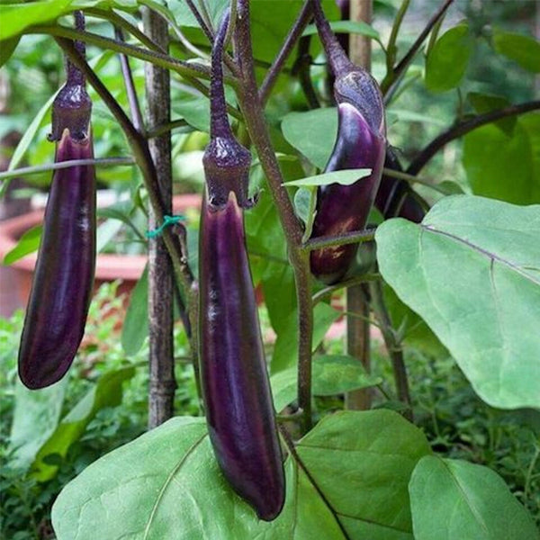 Long Purple Eggplant (Solanum melongena) – MySeedsCo