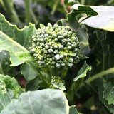 Green Sprouting Calabrese Broccoli  (Brassica oleracea)