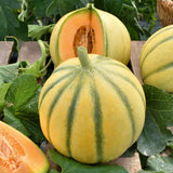 Charentais Melon (Cucumis melo)