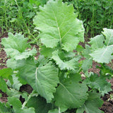 Siberian Kale (Brassica oleracea)