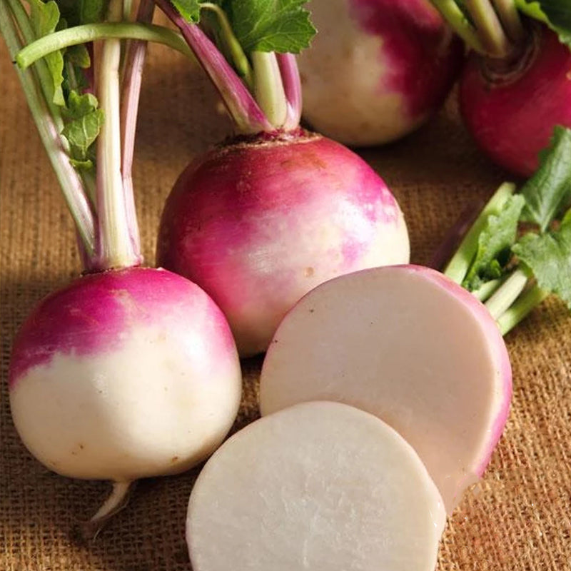 Purple Top White Globe Turnip (Brassica rapa)