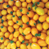 Uva Orange F1 Hybrid Tomato, Grape Tomato (Lycopersicon esculentum)