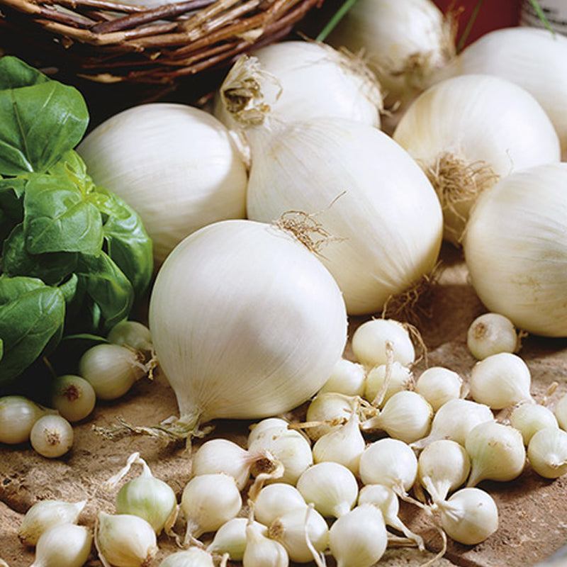 Southport White Globe Onion, Bunching (Allium fistulosum)