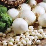 Southport White Globe Onion, Bunching (Allium fistulosum)