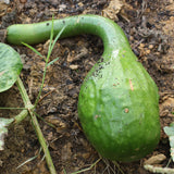 Dipper Gourd (Lagenaria siceraria)