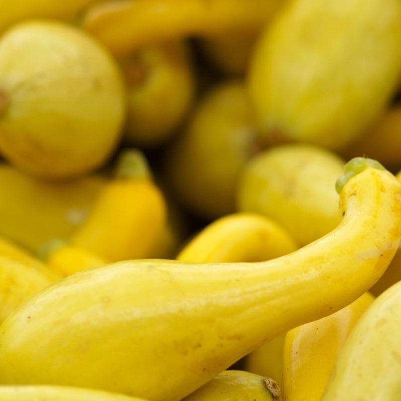 Golden Summer Crookneck Squash, Summer (Cucurbita pepo)