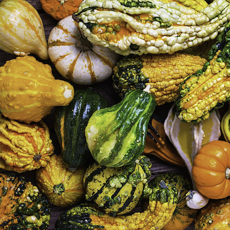 Small Mixed Gourd (Lagenaria siceraria)