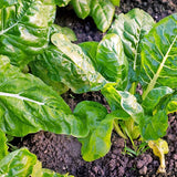 Perpetual Spinach Swiss Chard (Beta vulgaris cicla)