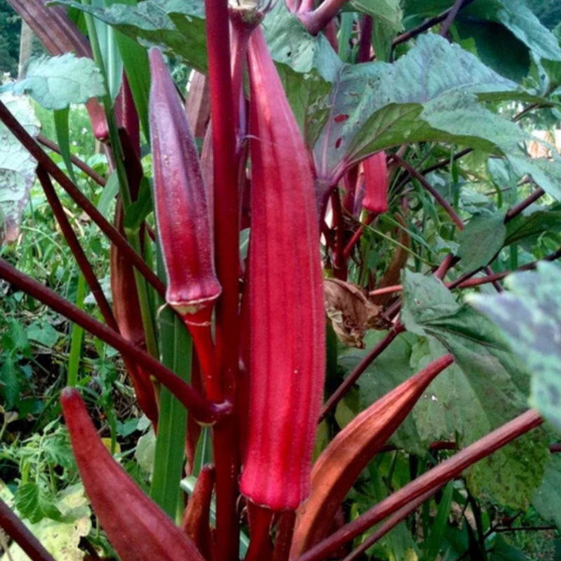 Red Burgundy Okra (Abelmoschus esculentus)