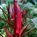 Red Burgundy Okra (Abelmoschus esculentus)
