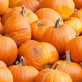 Spookie Pumpkin (Cucurbita maxima)