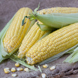 Honey Select Hybrid, Yellow Sweet Corn (Zea mays)