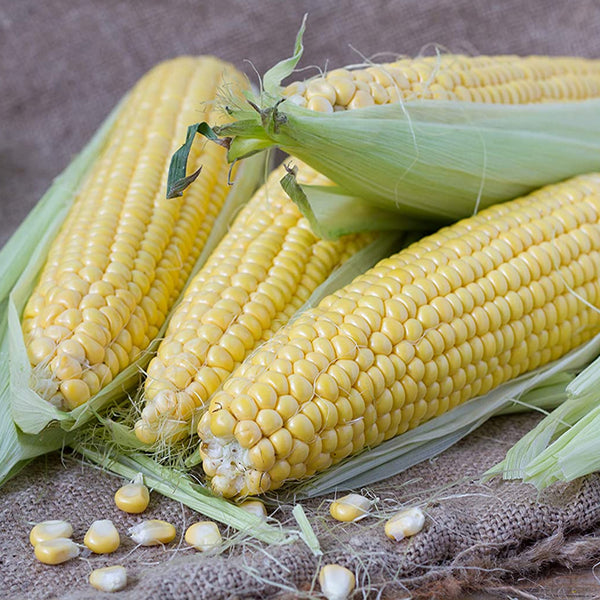 Honey Select Hybrid Yellow Sweet Corn (Zea mays) – MySeedsCo