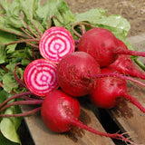 Chioggia Beet (Beta vulgaris)