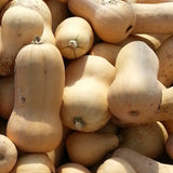 Waltham Butternut Squash, Winter (Cucurbita moschata)