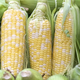 Serendipity Hybrid Bi-color Sweet Corn (Zea mays)