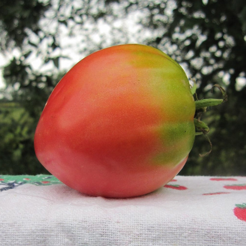 Pink Oxheart Ox heart Tomato, Standard (Slicing) Tomato (Lycopersicon esculentum)