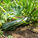 Cocozelle Squash, Summer (Cucurbita pepo)