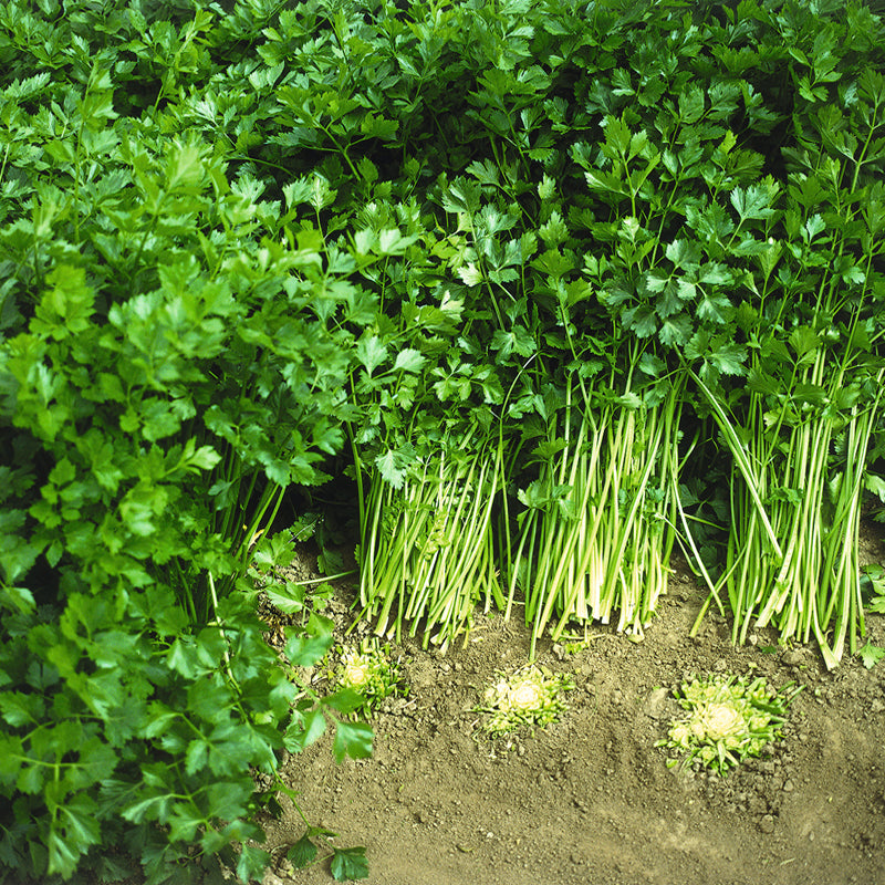 Cutting Celery (Apium graveolens)