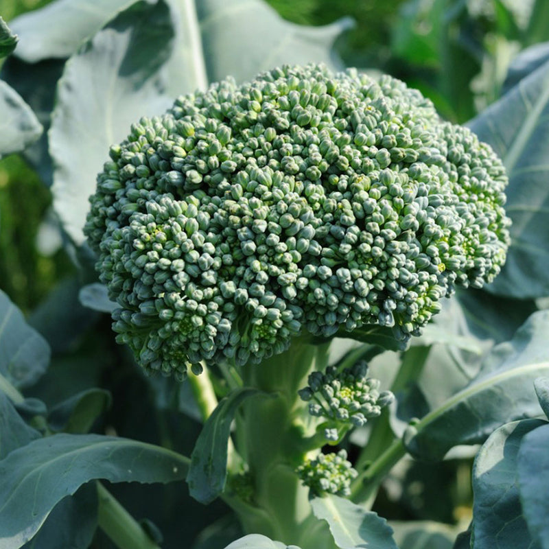 De Cicco Broccoli (Brassica oleracea)