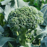 De Cicco Broccoli  (Brassica oleracea)