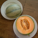 Charentais Melon (Cucumis melo)