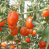 Dolce Vita F1 Hybrid Tomato, Grape Tomato (Lycopersicon esculentum)