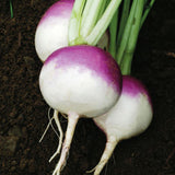 Purple Top White Globe Turnip (Brassica rapa)