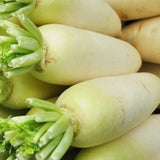 Chinese White Winter Radish (Raphanus sativus)
