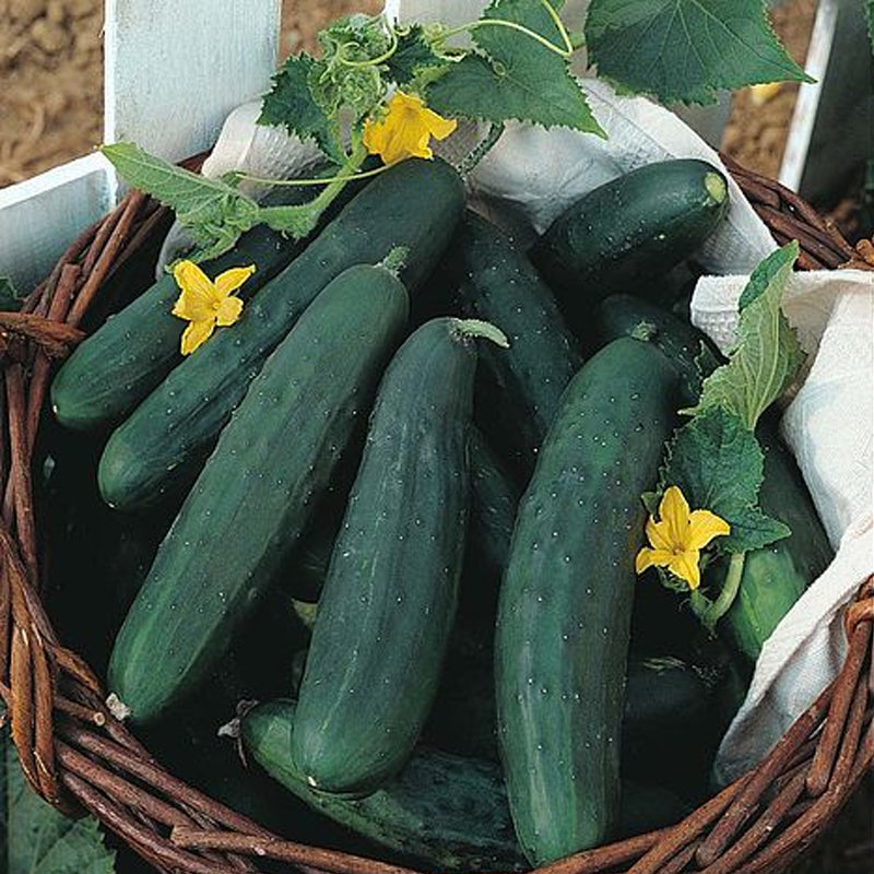 Garden Sweet Burpless Cucumber, Hybrid (Cucumis sativus)